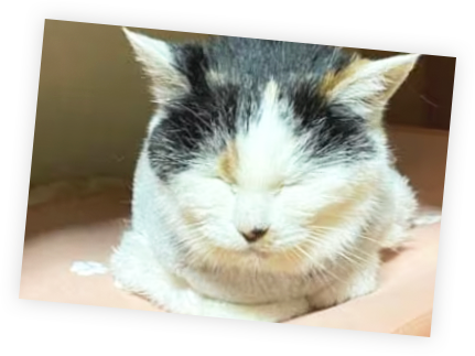 voice_img02.png